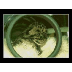 THE SAN DIEGO ZOO PRESENTS THE ANIMALS CD3